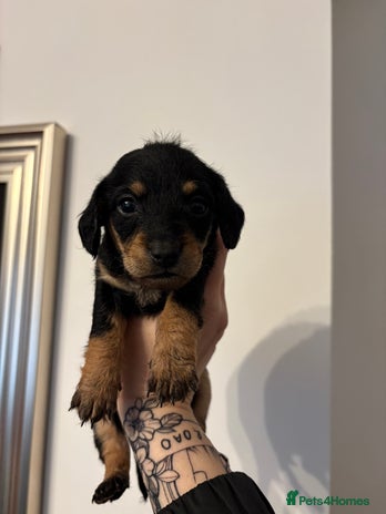 Mixed Breed dogs - Advert 30