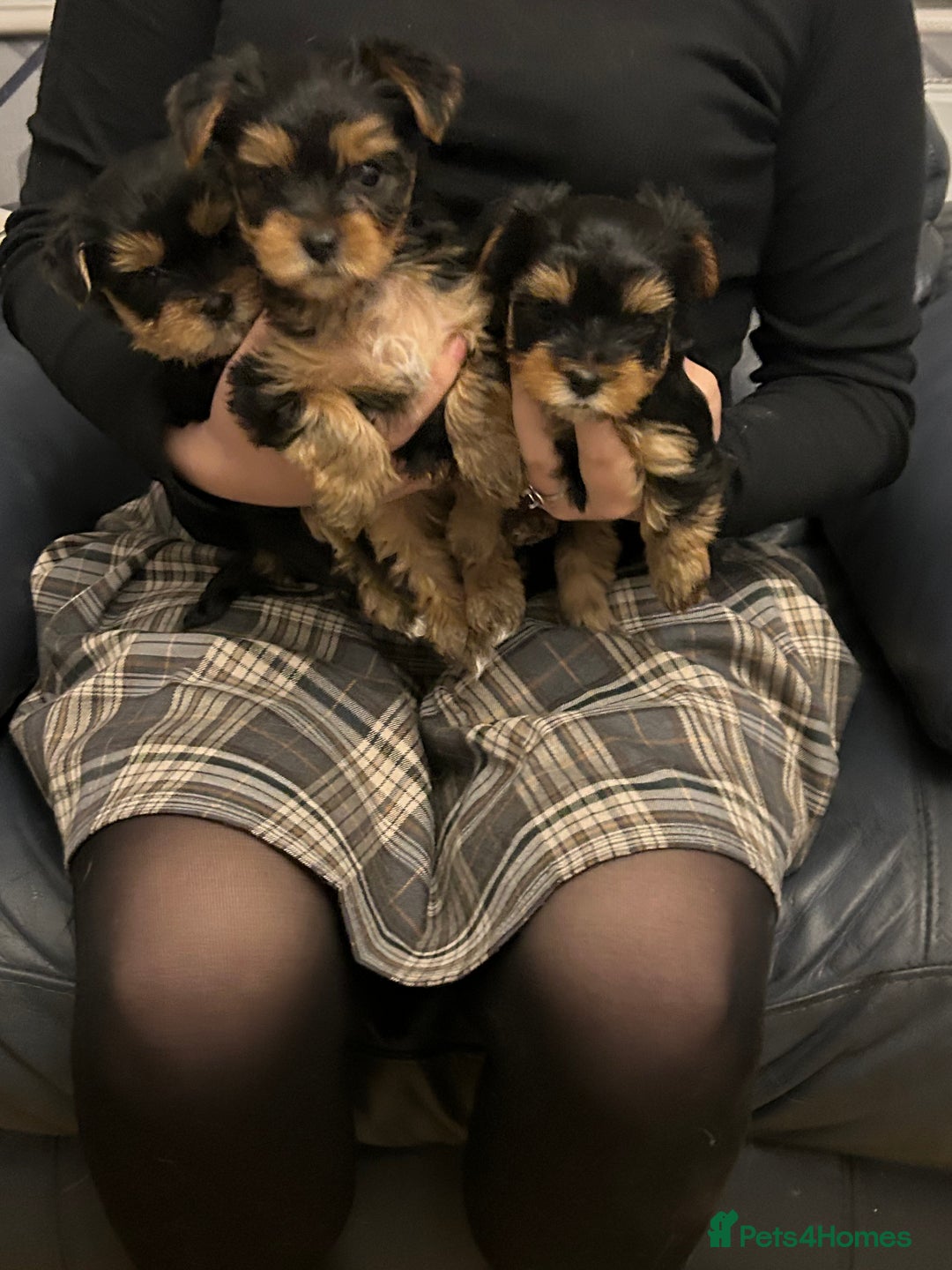 Yorkshire Terrier dogs for sale: Yorkshire terrier puppies - Image 3