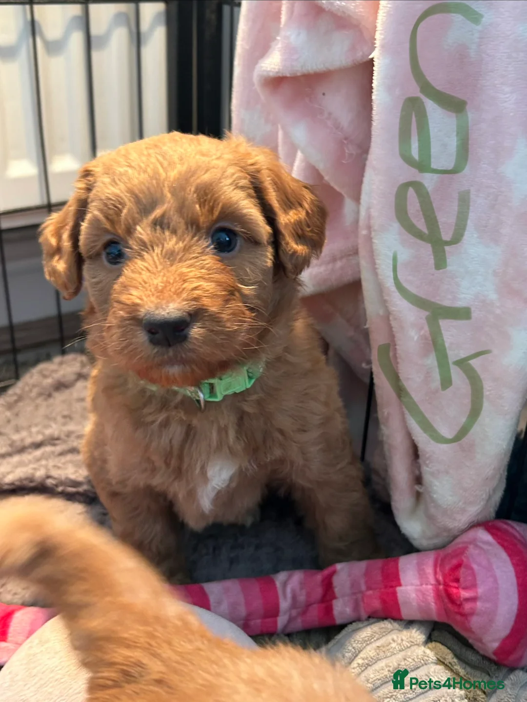 Mixed Breed dogs for sale: Red doodles - Advert 8