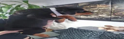 Rottweiler dogs for sale: Stunning Kc reg rottweiler puppies  - Advert 9