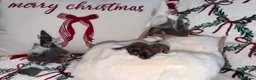 Pomeranian dogs for sale: Russian Pomeranian puppies - Advert 9