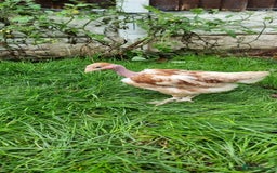 Chickens poultry for sale: Transylvanian Naked Neck Chicks - Image 5