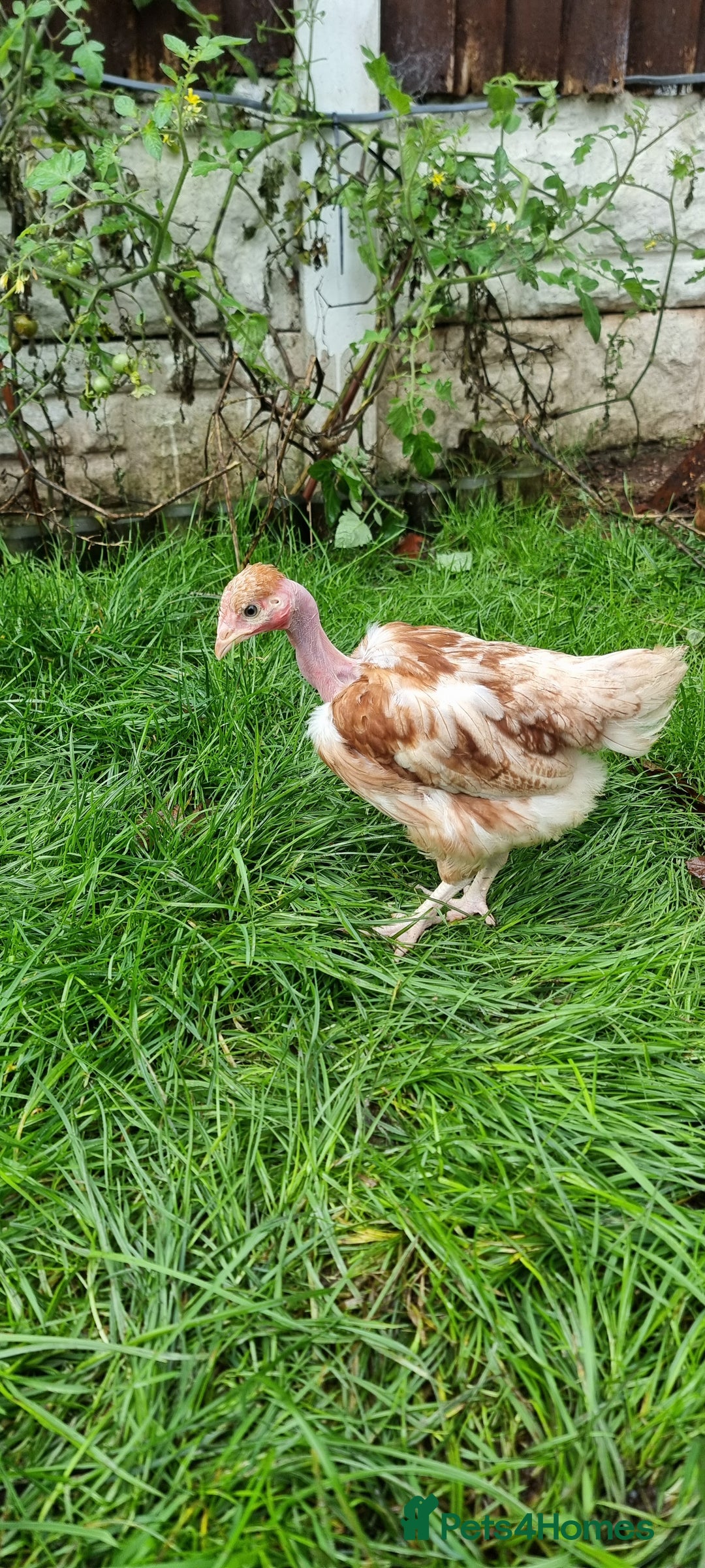 Chickens poultry for sale: Transylvanian Naked Neck Chicks - Image 5