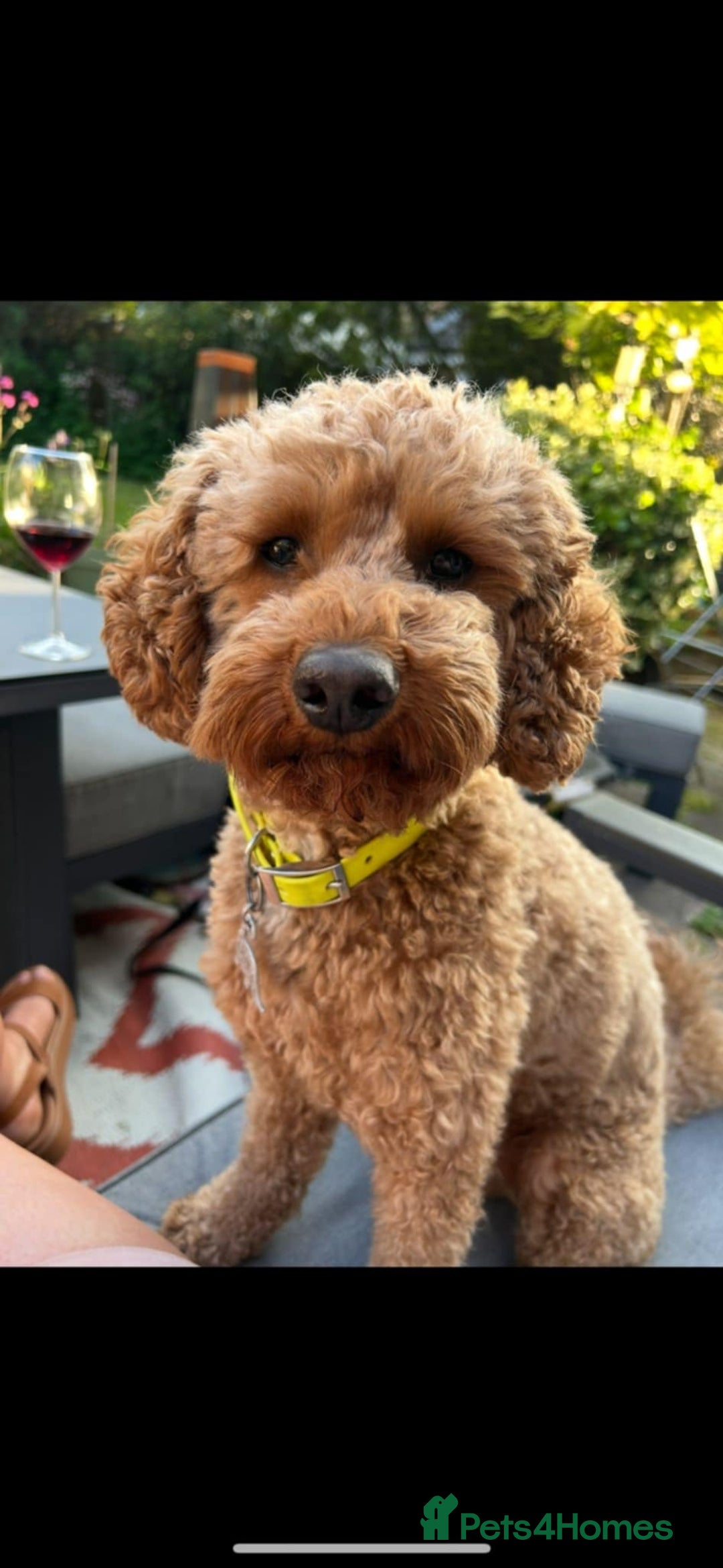 Poochon dogs for sale: Fox Red poochon puppys  - Advert 7