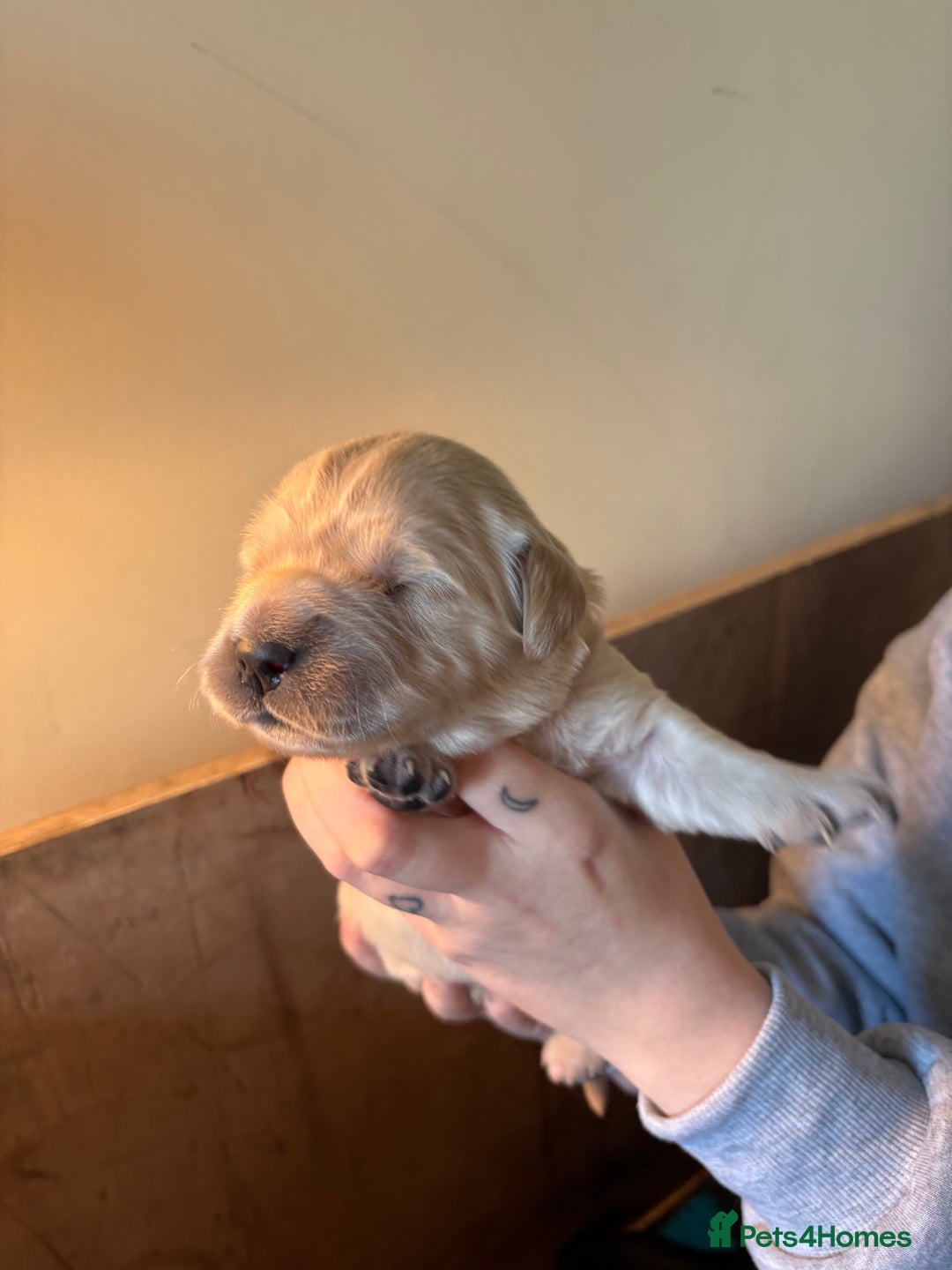 Golden Retriever dogs for sale: 1 female Golden Retriever Pup left for sale🥰🏡 - Advert 6