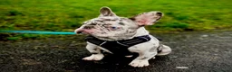 French Bulldog dogs for stud: Lilac Merle carrying testable tiny boy  in Maesteg - Advert 4