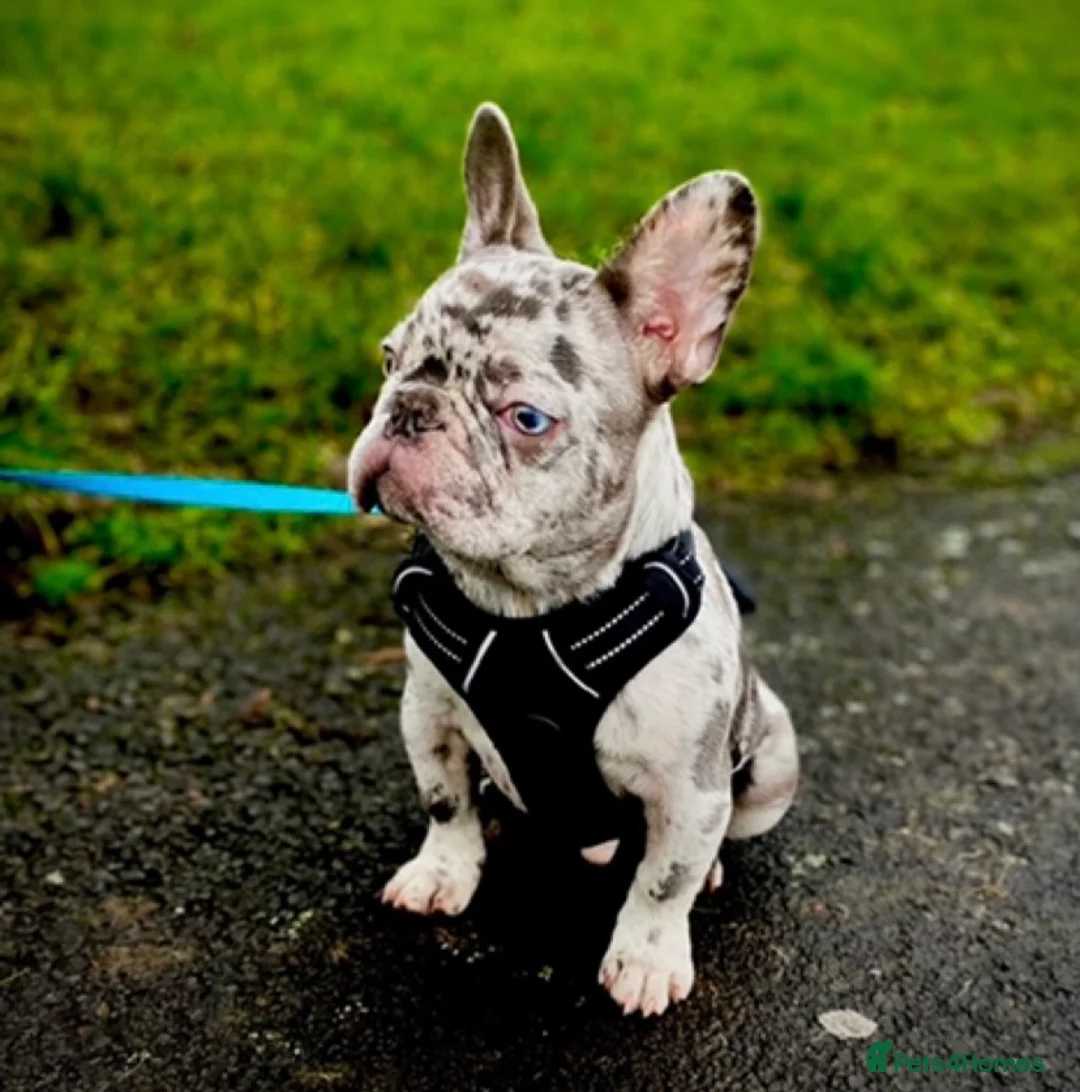 French Bulldog dogs for stud: Lilac Merle carrying testable tiny boy  in Maesteg - Advert 4
