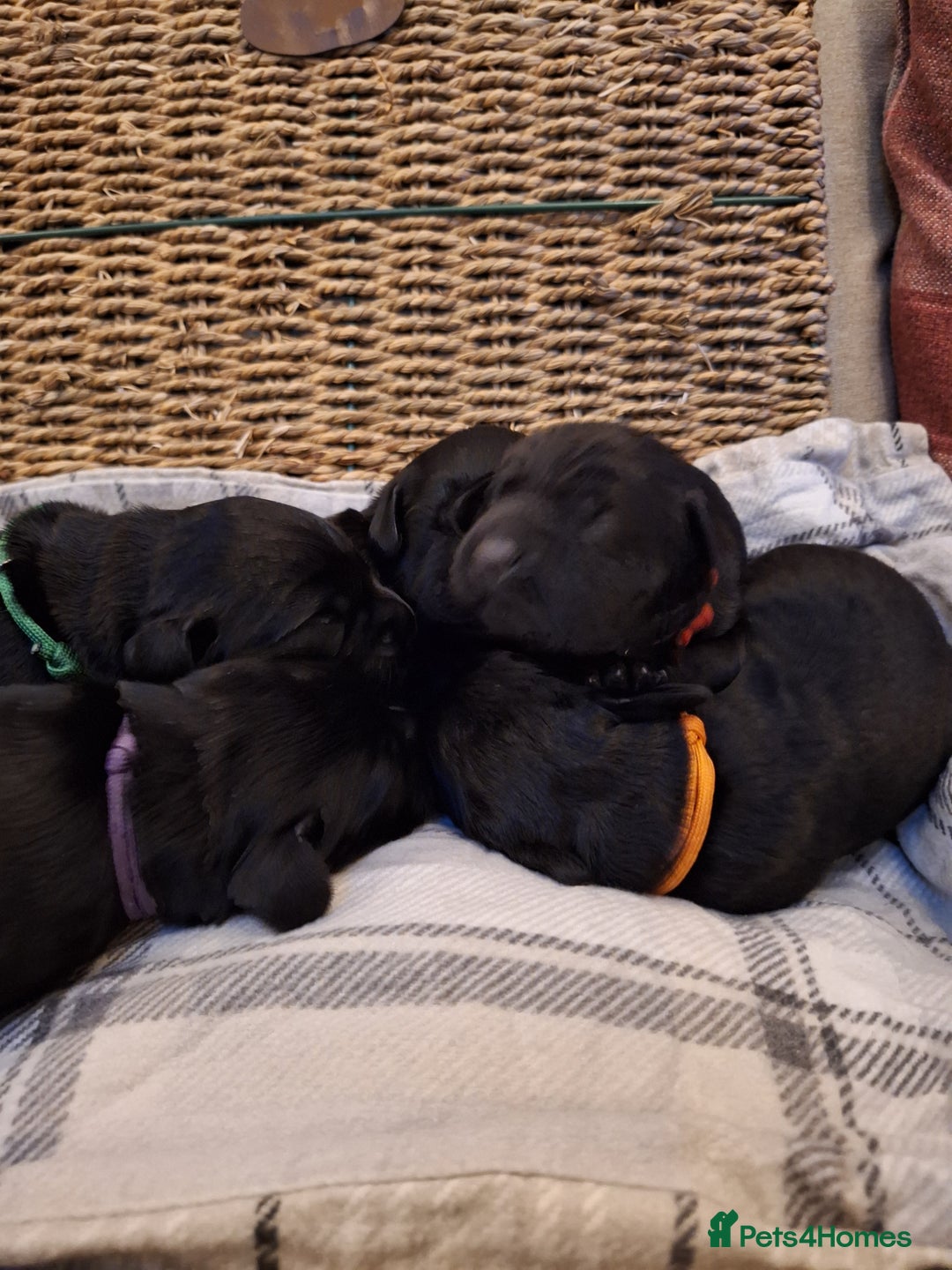 Cockerdor dogs for sale: stunning cockerdors (1left)🐶 5⭐️ licensed breeder - Advert 12