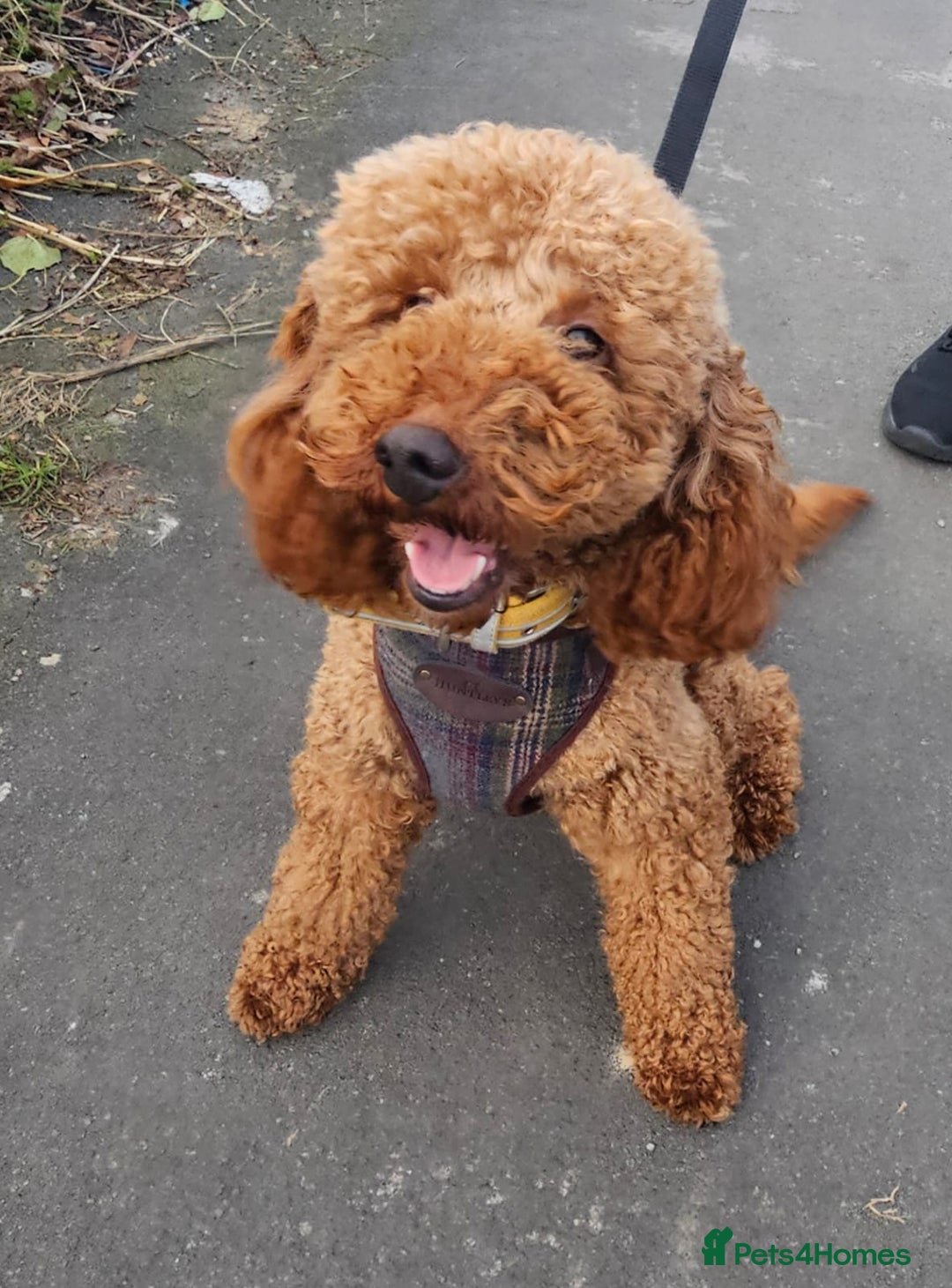 Miniature Poodle dogs for stud: Dark Red Miniature Poodle Stud Package Available in Southampton - Image 3