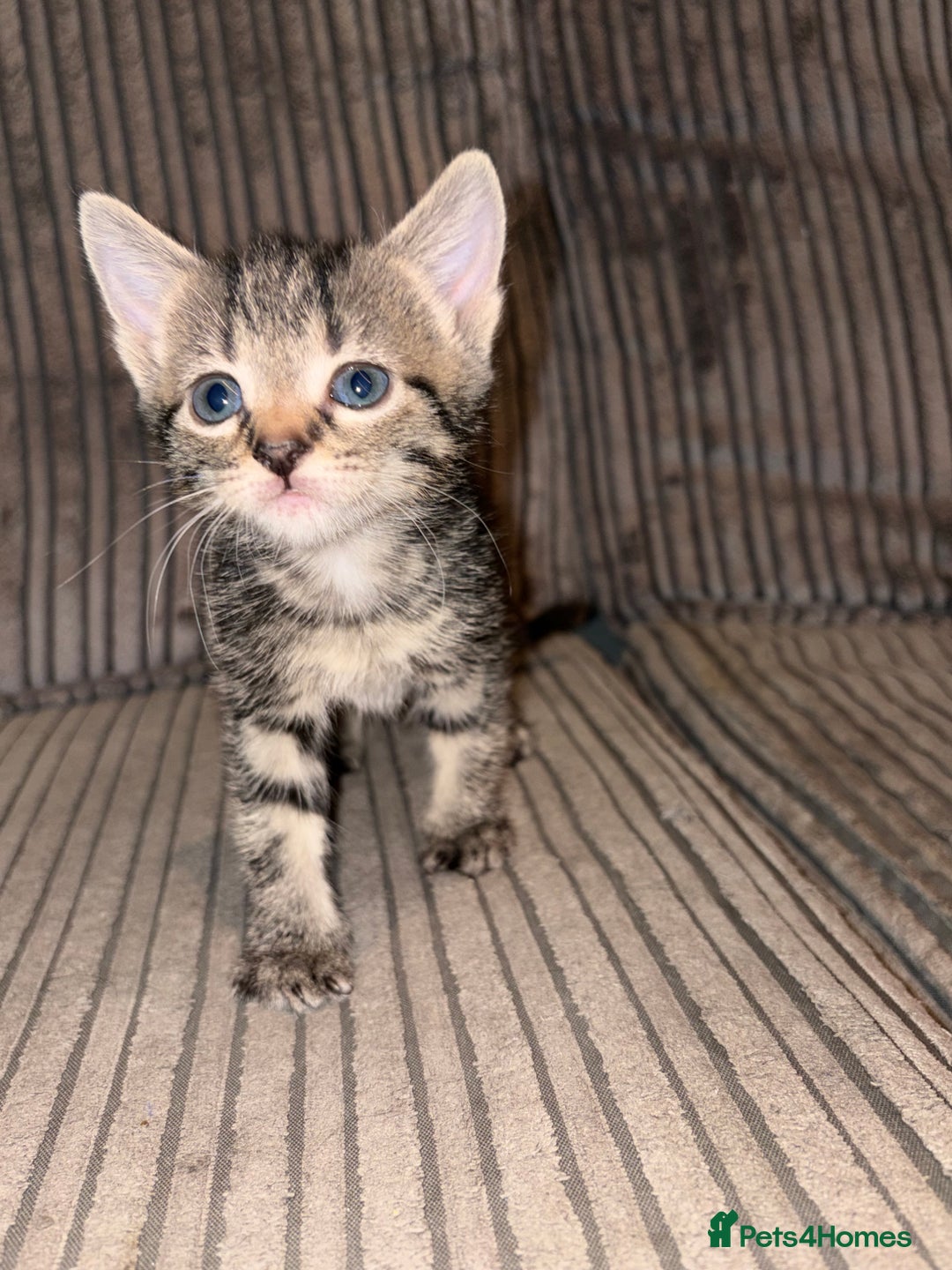 Domestic Shorthair cats for sale: 4 gorgeous Tabby kittens ready 26-1-26 - Advert 14