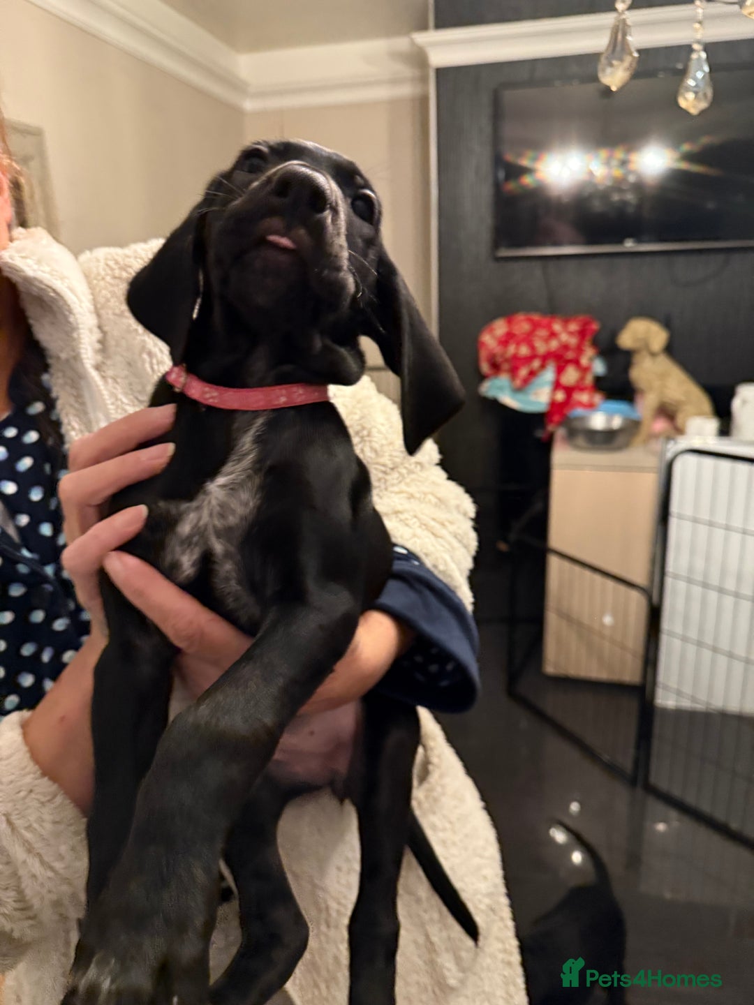 Mixed Breed dogs for sale: Well reared Quality puppies - Advert 36