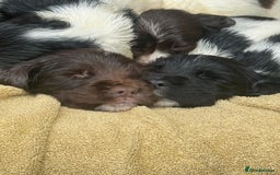 English Springer Spaniel dogs for sale: Pedigree Springer Spaniel Pups.  - Image 9