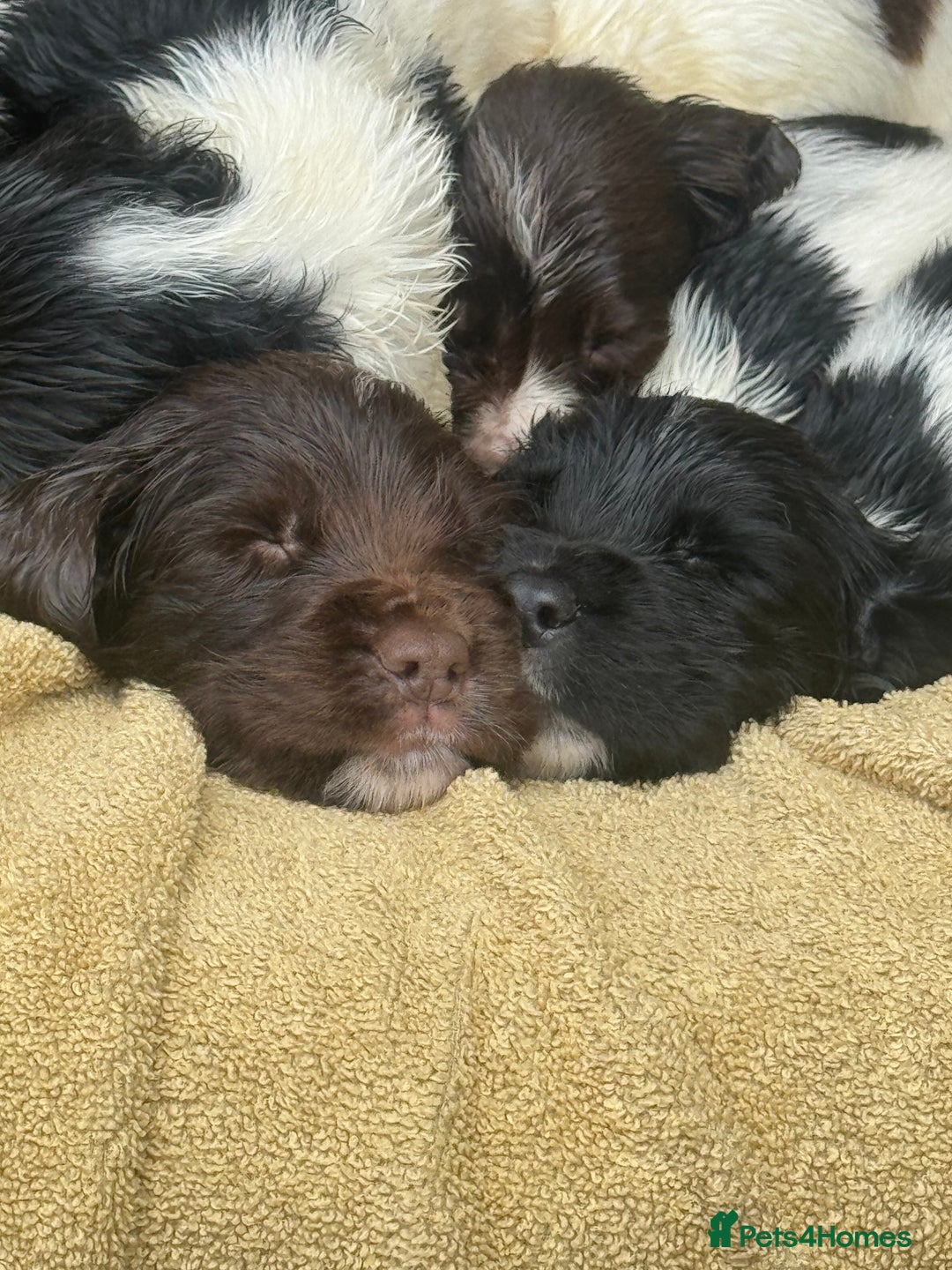 English Springer Spaniel dogs for sale: Pedigree Springer Spaniel Pups.  - Image 9