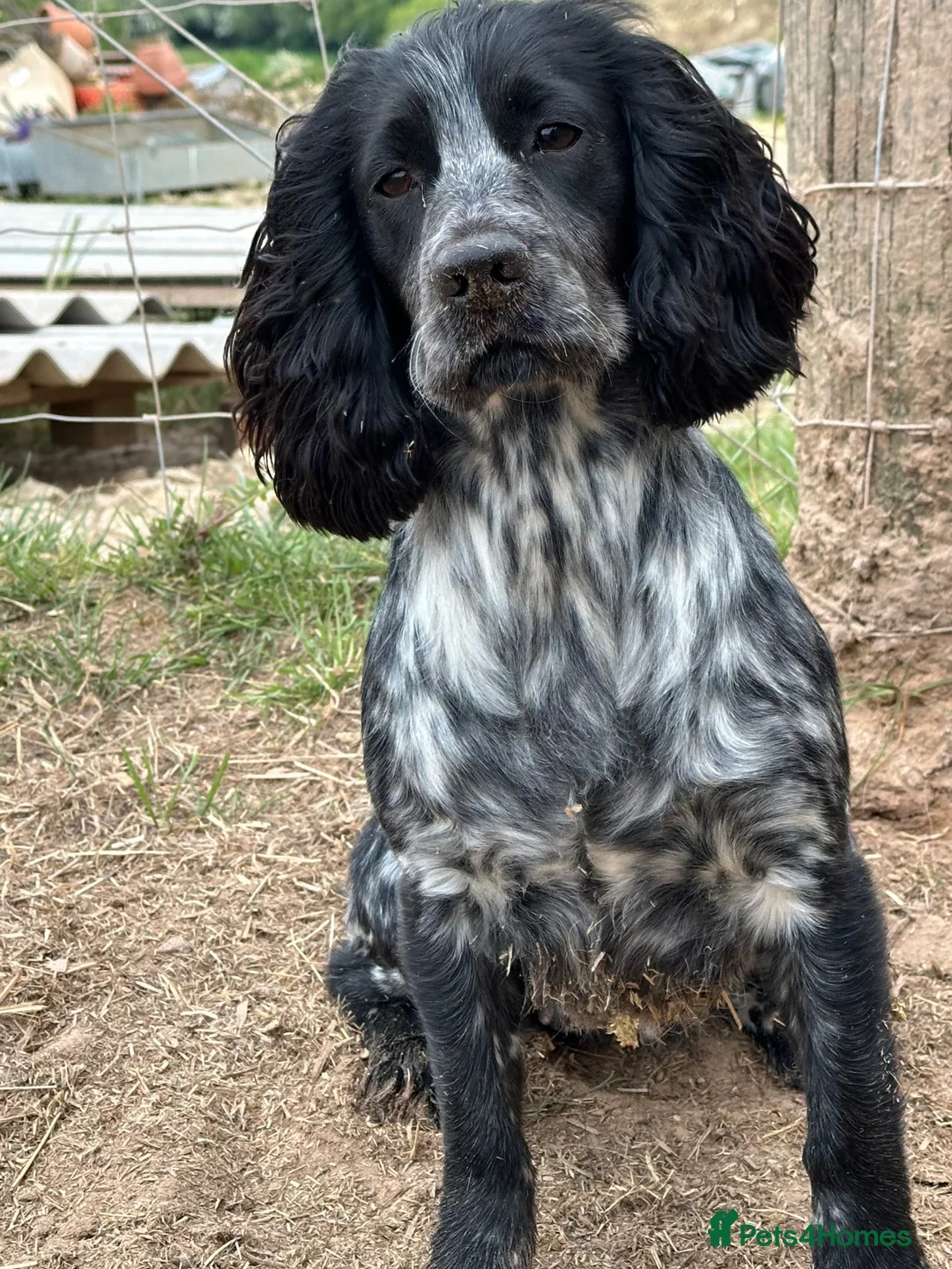 Cocker Spaniel dogs for sale: One male cocker spaniel  - Advert 8