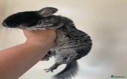 Chinchilla rodents for sale: Beautiful black velvet baby chinchilla girl - Image 3