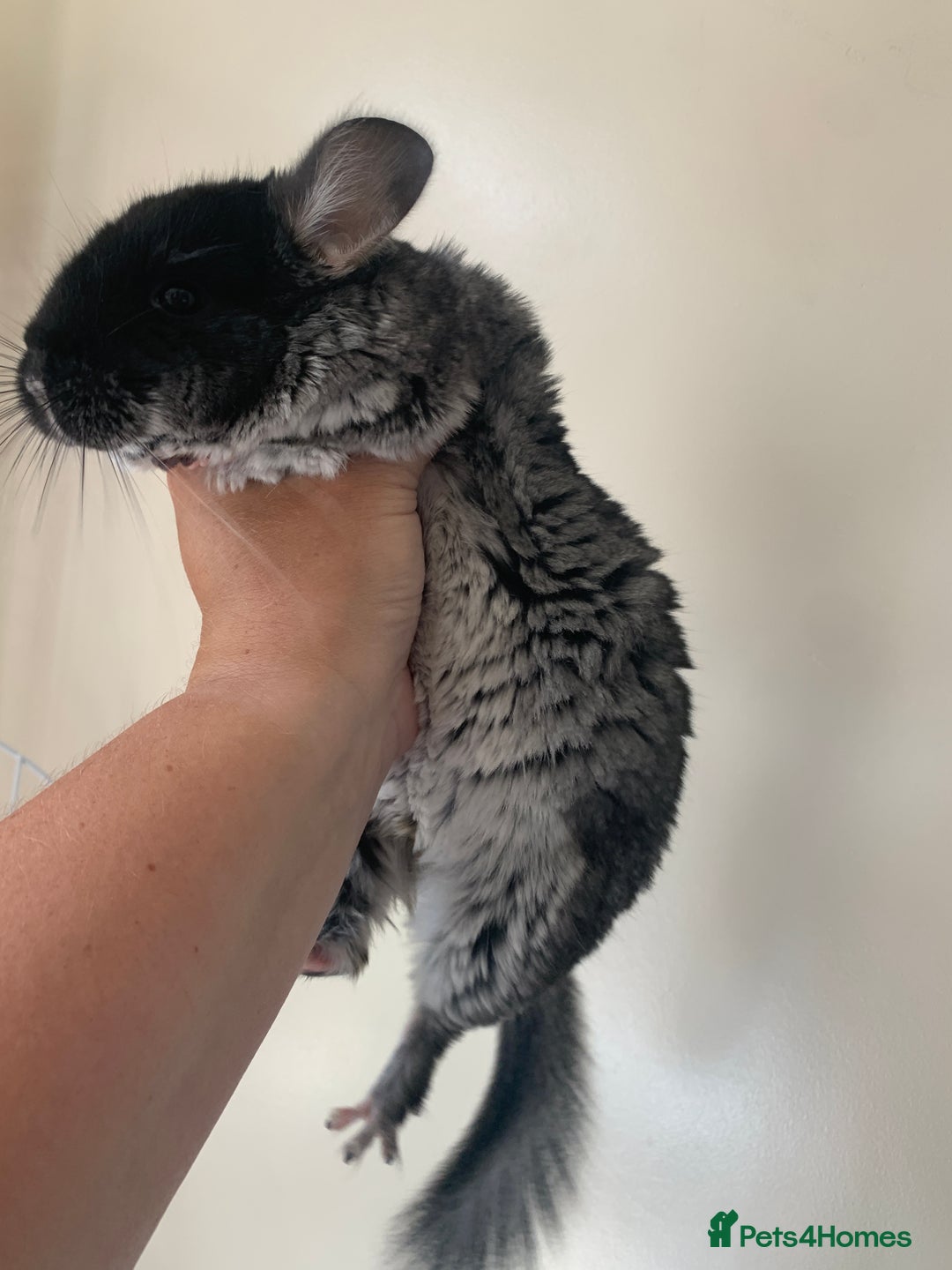 Chinchilla rodents for sale: Beautiful black velvet baby chinchilla girl - Image 3