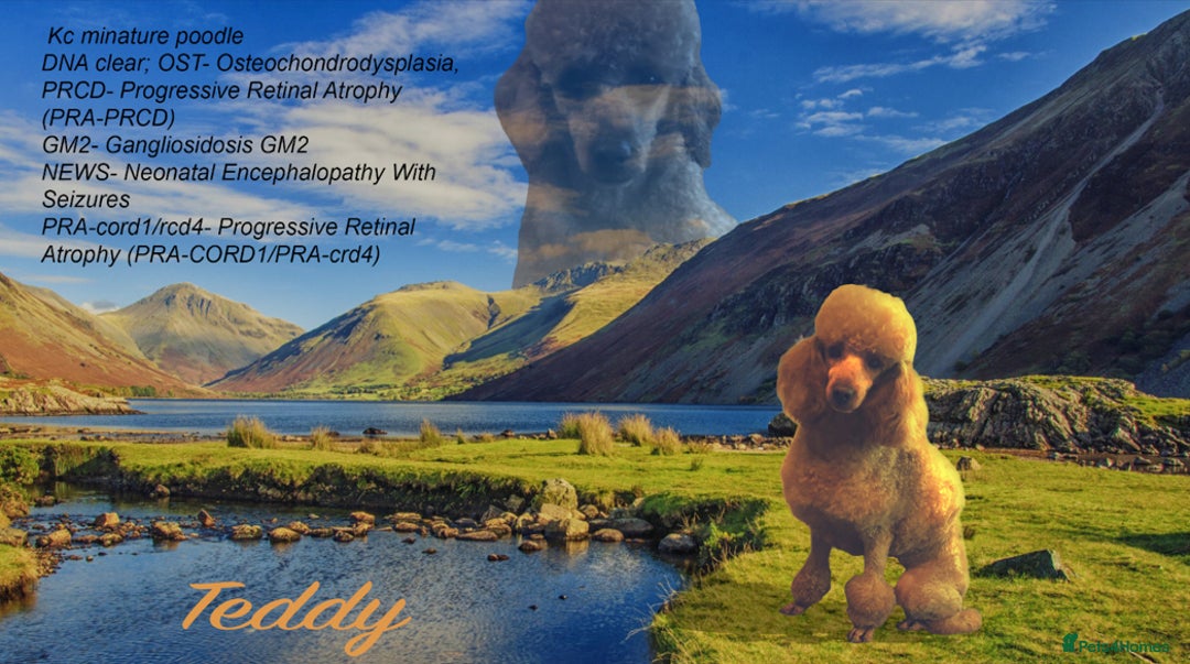 Miniature Poodle dogs for stud: fully DNA tested clear kc miniature poodle stud in Robertsbridge - Advert 2