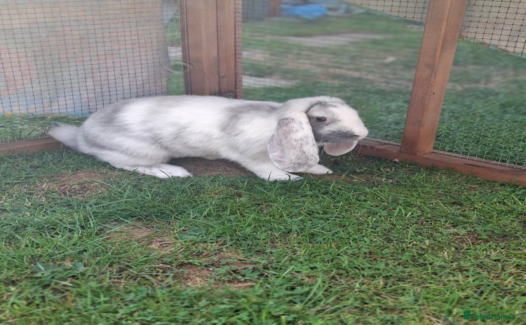 French Lop rabbits - Advert 11