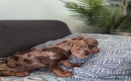 Dachshund dogs for sale: SOLD OUT! Thank you very much!!! Lovely Dachshunds - Advert 19