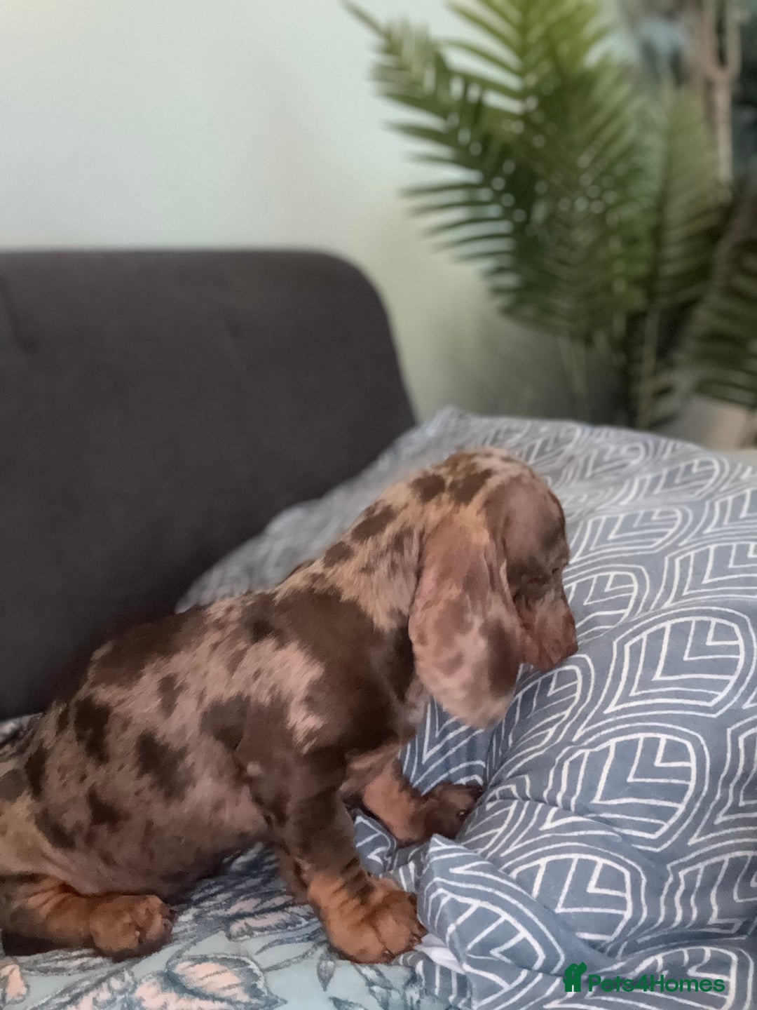 Dachshund dogs for sale: SOLD OUT! Thank you very much!!! Lovely Dachshunds - Advert 19