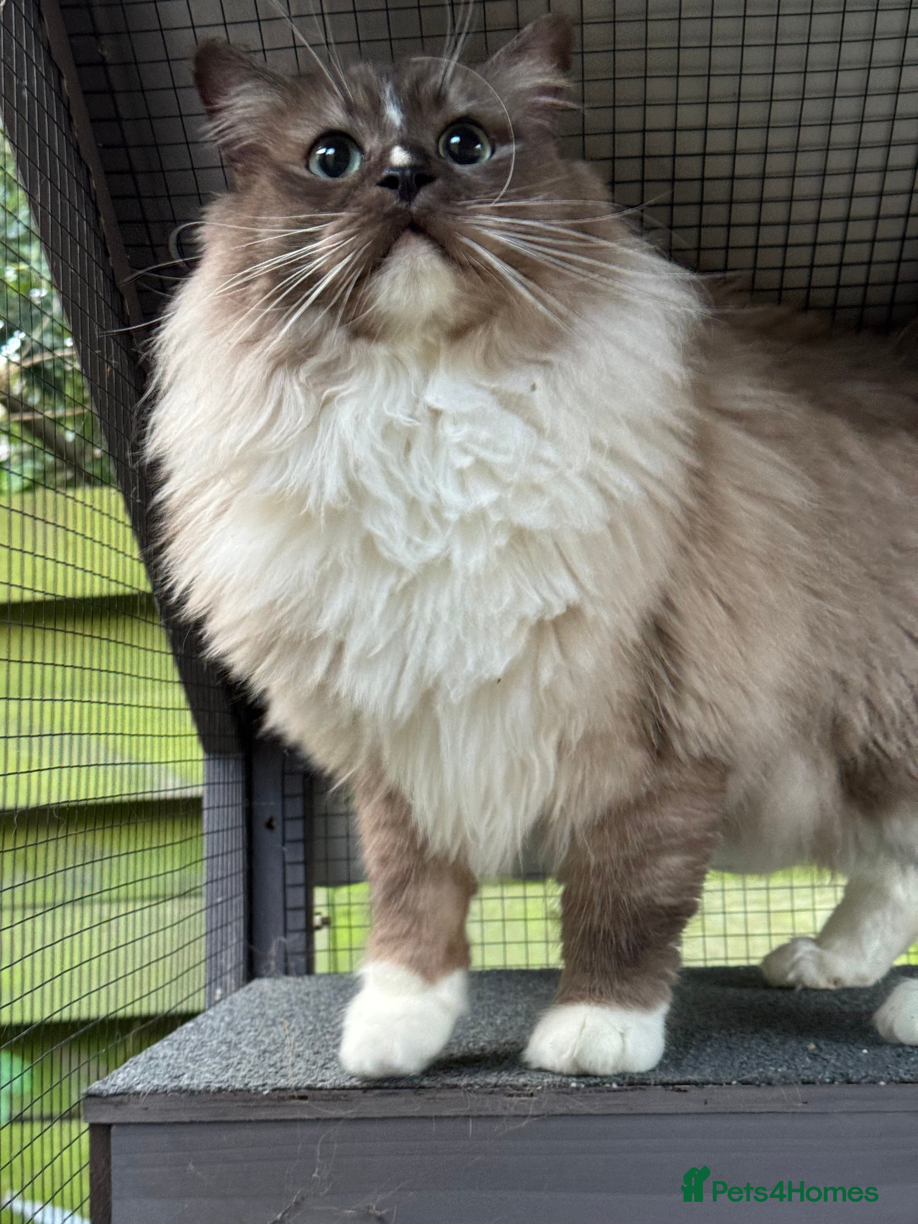 Ragdoll cats seal sepia male  - Advert 8