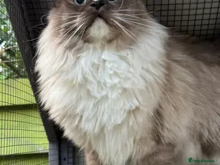 Ragdoll cats seal sepia male - Advert 8