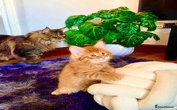 Maine Coon cats for sale: Mane Coon XXXL - Advert 4