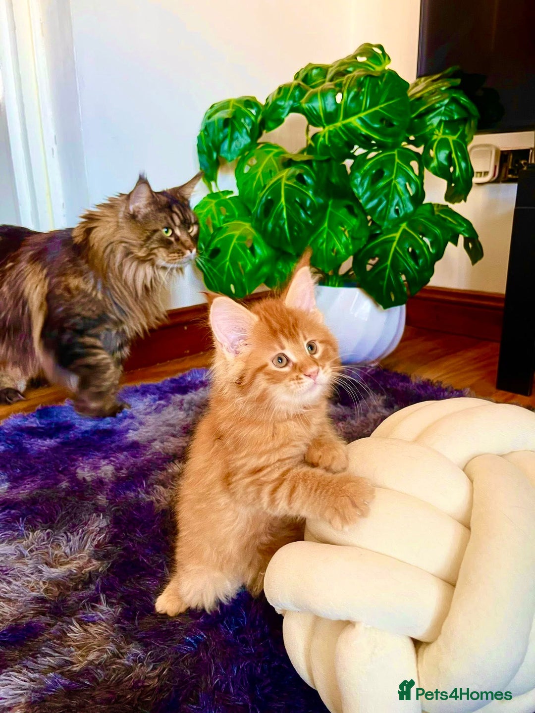Maine Coon cats for sale: Mane Coon XXXL - Advert 4