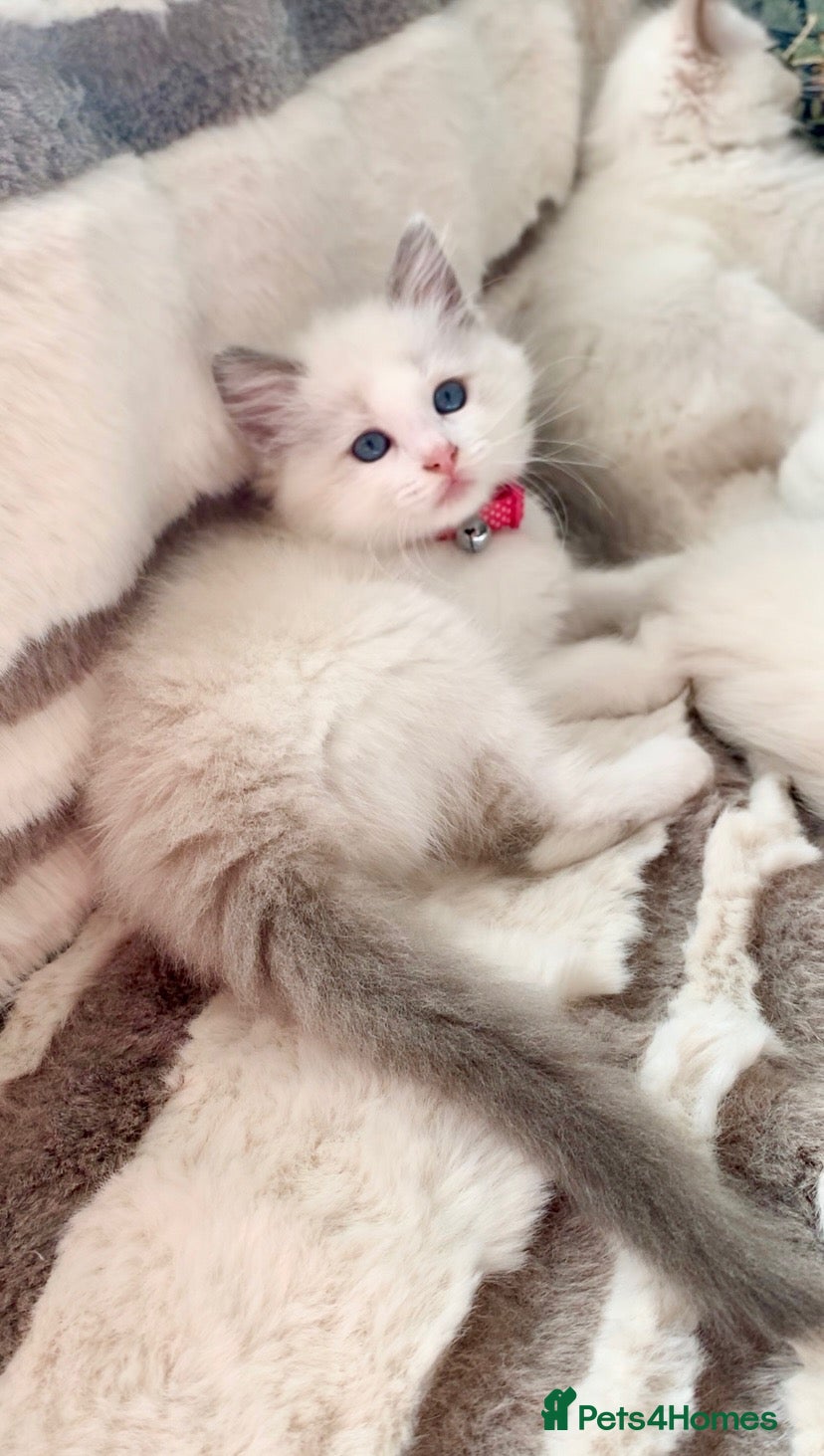 Ragdoll cats Bi-colour Ragdoll kittens Ready one girl left - Advert 1