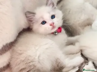 Ragdoll cats Bi-colour Ragdoll kittens Ready one girl left - Advert 2