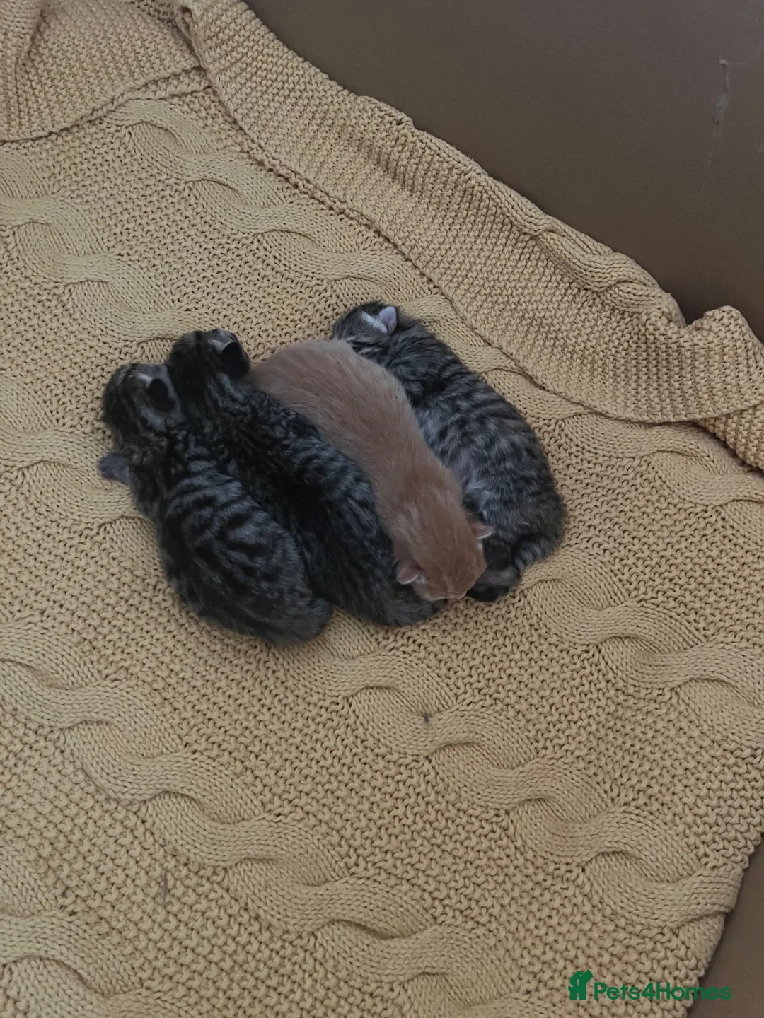 Mixed Breed cats for sale: 4 adorable kittens for sale £250 3 tabby, 1 ginger - Advert 2