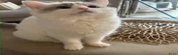 Ragdoll cats for sale: Adorable Playful and Cuddly Pedigree Ragdolls! - Advert 13