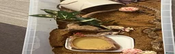 Snake reptiles for sale: REHOME - hognose snake 1 and half years old approx - Advert 7