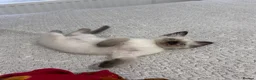 Ragdoll cats for sale: Stunning Ragdoll kittens💙&🩷 - Advert 14