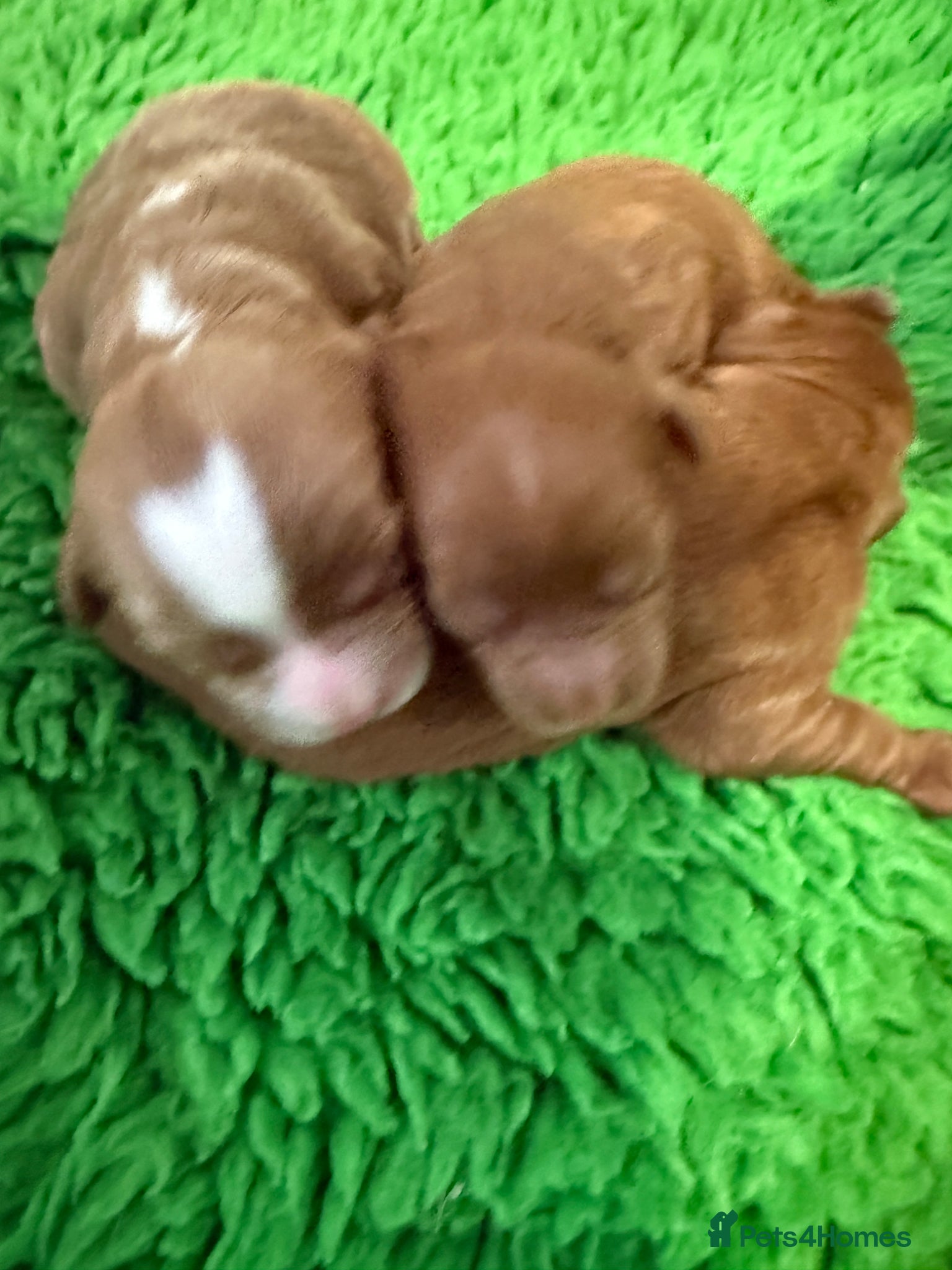 Cavapoo dogs for sale: Cavapoo puppies,health tested parents 5* licensed  - Advert 5