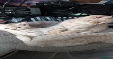 British Shorthair cats - Advert 4