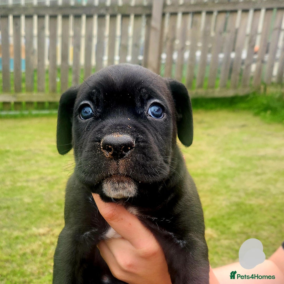 Cane Corso dogs for sale: 💜 gorgeous cane corsos puppies 💜ready in 3 weeks - Image 19