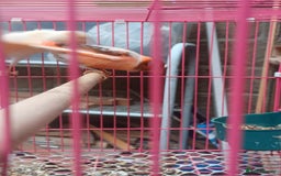 Canaries birds for sale: STAFFORD HERLIQUEEN RED FACTOR DIMORPHIC birds - Image 3