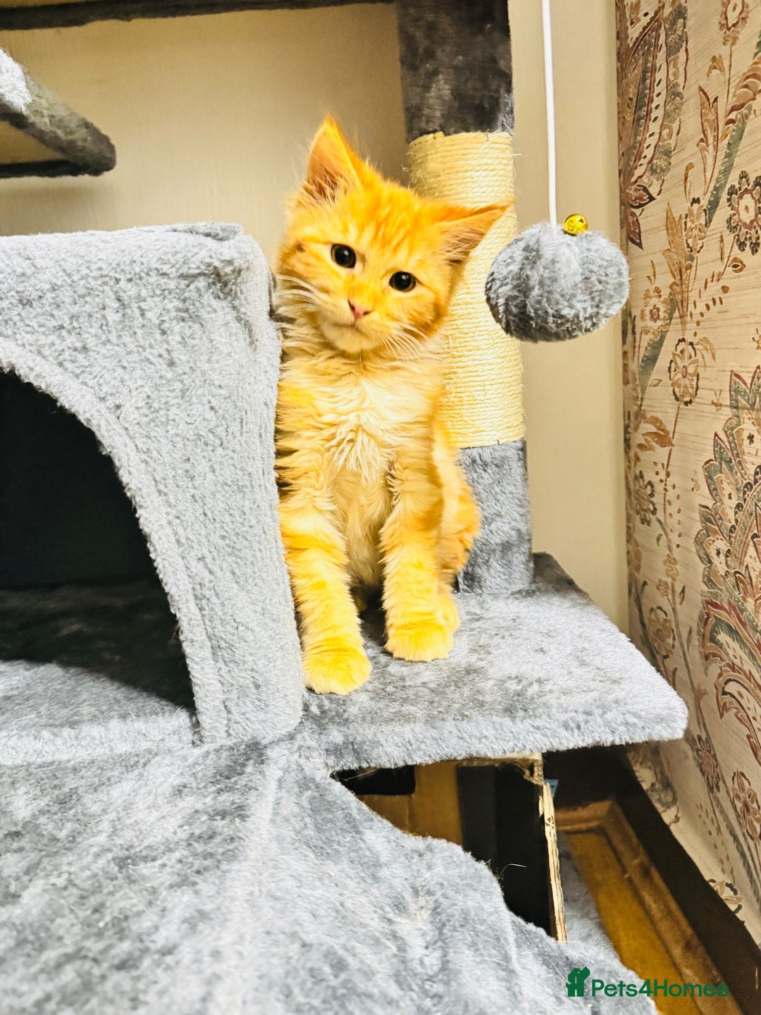 Maine Coon cats for sale: Main coon kittens - Advert 7