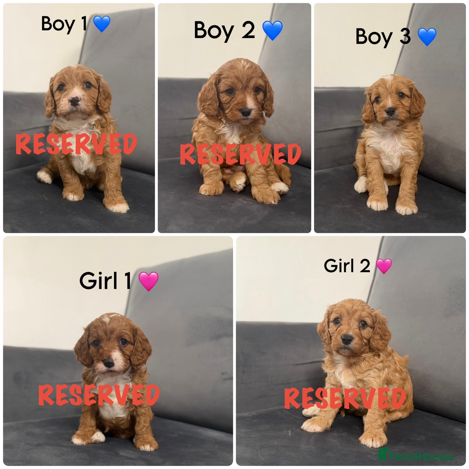 Cavapoo dogs Beautiful Cavapoo puppies - Advert 8