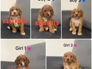 Cavapoo dogs Beautiful Cavapoo puppies - Advert 8