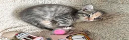 Siberian cats for sale: Beautiful Siberian Kittens-3 Boys-Hypoallergenic - Advert 25