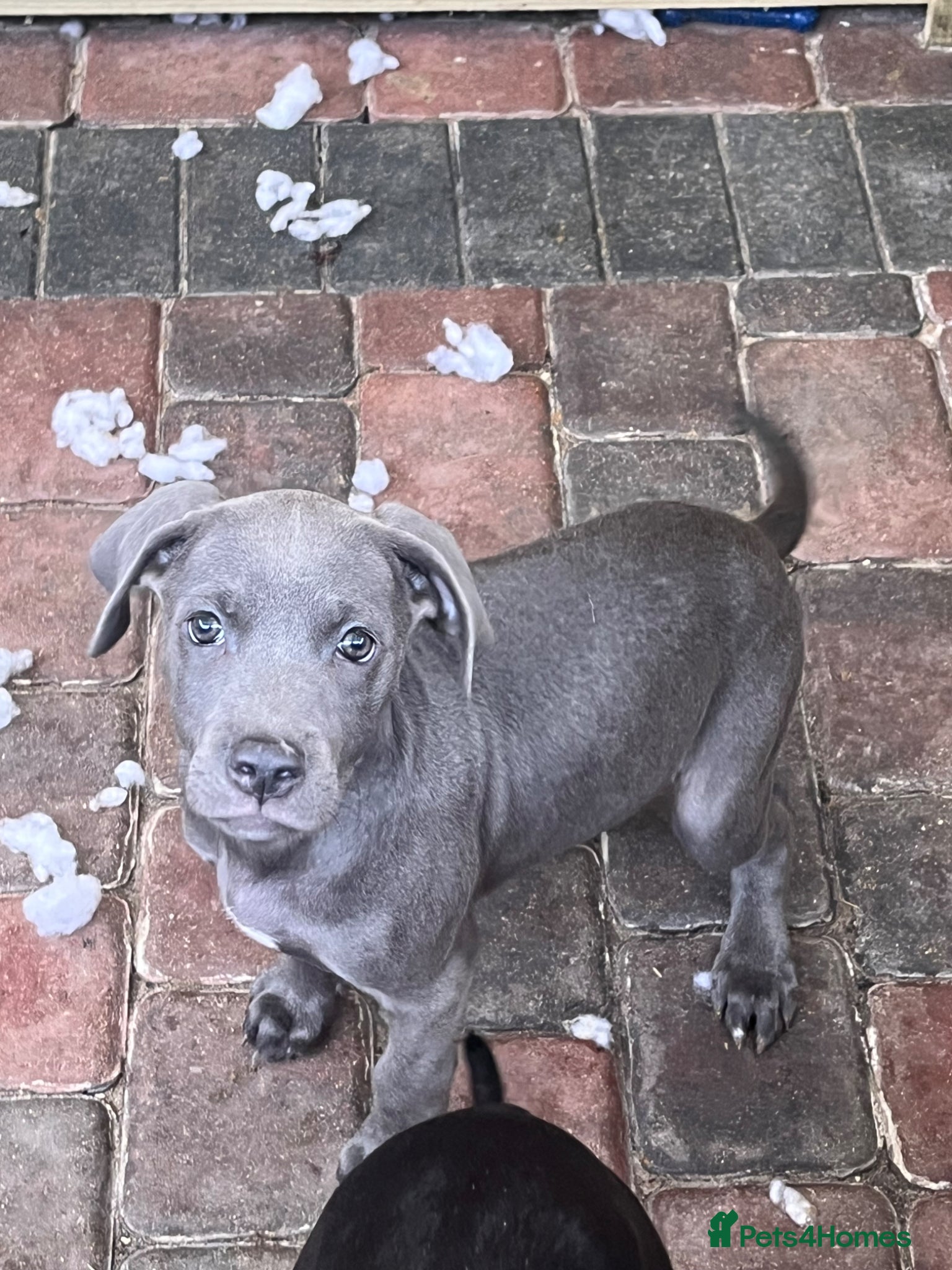 Cane Corso dogs for sale: Cane corso pups, 4 girls 2 boys, black and grey - Advert 10