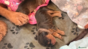 Cocker Spaniel dogs - Advert 22