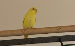 Budgerigars birds for sale: Budgie yellow Latino female semi tamed   - Advert 5