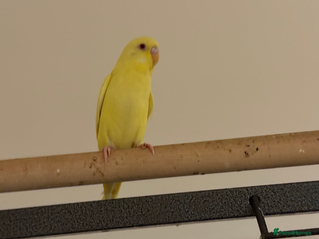 Budgerigars birds for sale: Budgie yellow Latino female semi tamed   - Advert 5