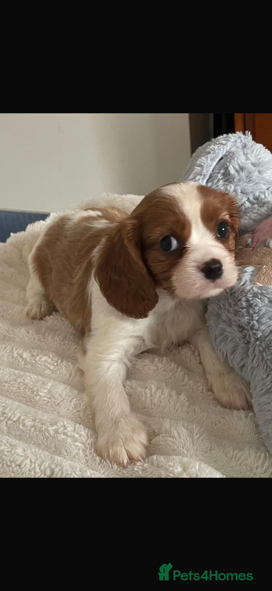 Cavalier King Charles Spaniel dogs for sale: Cavalier King Charles spaniels  - Image 9