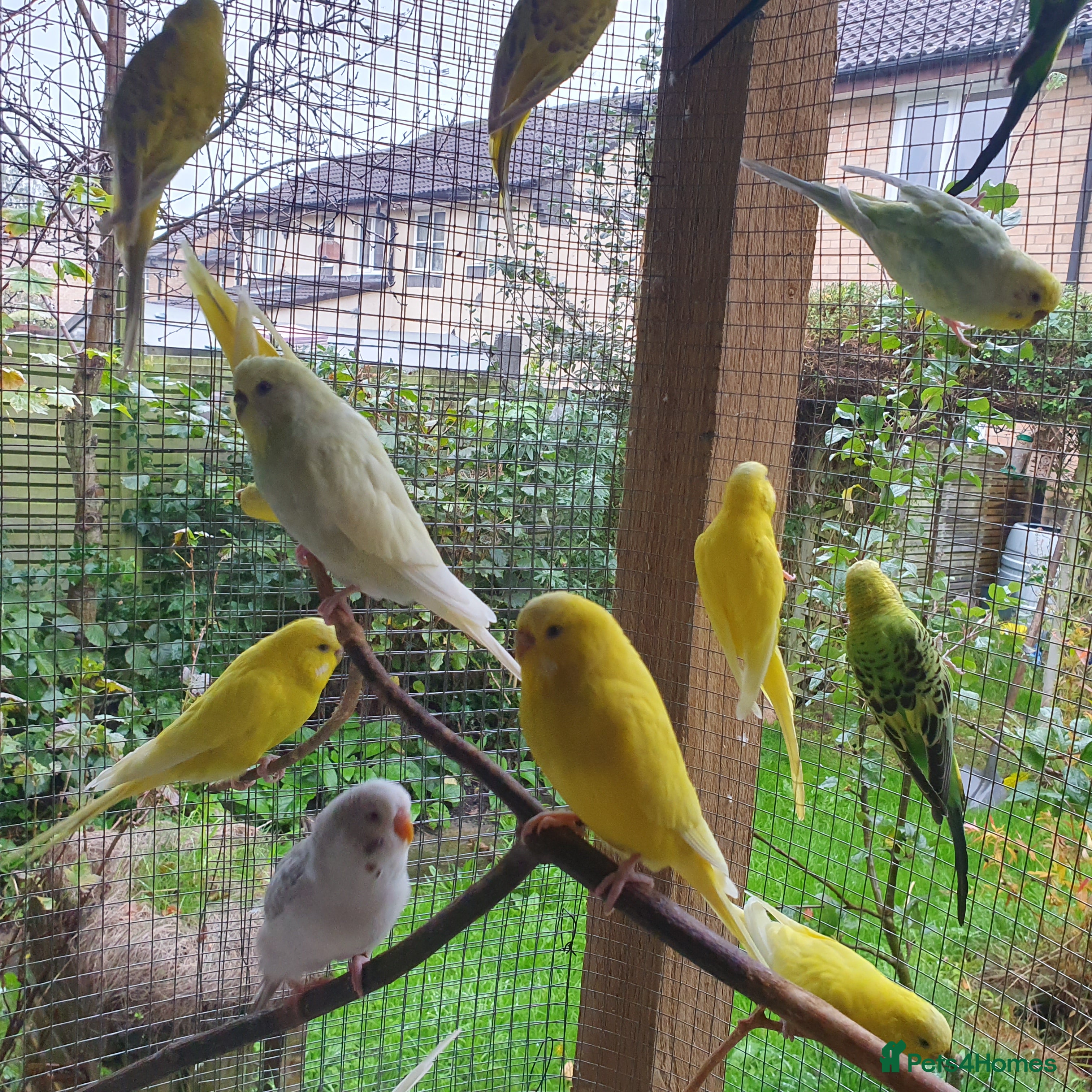 Budgerigars birds Young and adult budgies  - Advert 5