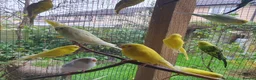 Budgerigars birds for sale: Young and adult budgies  - Advert 5
