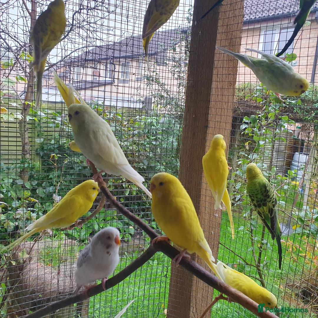 Budgerigars birds for sale: Young and adult budgies  - Advert 5